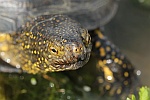 Europische Sumpfschildkrte (Emys orbicularis)