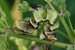 Wiesenrauten-Kapselspanner