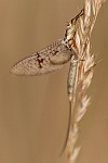 Gr. Eintagsfliege (Ephemera danica)