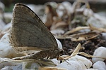 Herbstpanner (Epirrita sp)