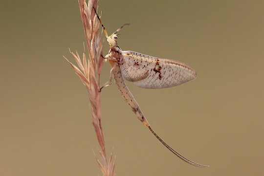 Gr. Eintagsfliege (Ephemera danica)
