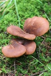Samtfu-Holzkrempling (Tapinella atrotomentosa)