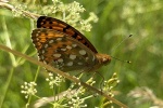 Groer Perlmutterfalter (Speyeria aglaja)