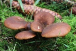 Samtfu-Holzkrempling