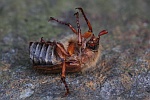 Gerippter Brachkfer (Amphimallon solstitiale)