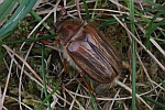 Gerippter Brachkfer (Amphimallon solstitiale)