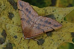 Federfhler-Herbstspanner (Colotois pennaria)