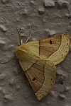 Heller Schmuckspanner (Crocallis elinguaria)