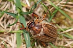 Gerippter Brachkfer (Amphimallon solstitiale)