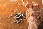 Zebraspringspinne (Salticus scenicus)