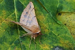 Federfhler-Herbstspanner (Colotois pennaria)