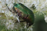 Goldglnzende Rosenkfer (Cetonia aurata)