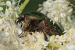 Goldglnzende Rosenkfer (Cetonia aurata)