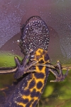 Kammmolch (Triturus cristatus)