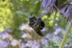 Spargel-Schmalbiene (Lasioglossum sexnotatum)