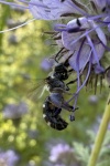 Spargel-Schmalbiene (Lasioglossum sexnotatum)