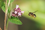 Garten-Wollbiene (Anthidium manicatum)