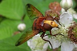 Hornissenschwebfliege (Volucella zonaria)