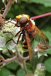 Hornissenschwebfliege (Volucella zonaria)