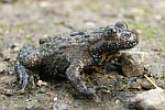 Gelbbauchunke (Bombina variegata)