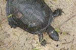 Europische Sumpfschildkrte (Emys orbicularis)