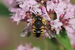 Garten-Wollbiene (Anthidium manicatum)