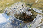 Gelbbauchunke (Bombina variegata)