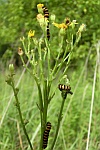 Jakobskrautbr (Thyria jacobaeae)