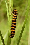 Jakobskrautbr (Thyria jacobaeae)