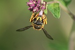 Garten-Wollbiene (Anthidium manicatum)