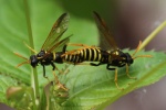 Braunwurzblattwespe (Tenthredo scrophulariae)