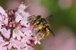 Garten-Wollbiene (Anthidium manicatum)