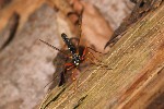 Holzwespenschlupfwespe (Rhyssa persuasoria)