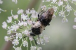 Geiblatt-Keulhornblattwespe (Abia fasciata)