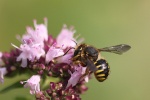 Garten-Wollbiene (Anthidium manicatum)