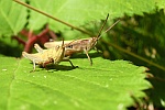 Wiesengrashpfer (Chorthippus dorsatus)