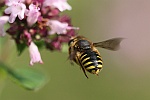 Garten-Wollbiene (Anthidium manicatum)