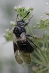 Geiblatt-Keulhornblattwespe (Abia fasciata)