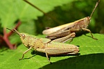 Wiesengrashpfer (Chorthippus dorsatus)