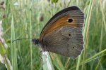 Groes Ochsenauge (Maniola jurtina)
