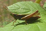 Wiesengrashpfer (Chorthippus dorsatus)