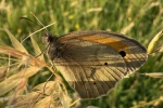 Groes Ochsenauge (Maniola jurtina)