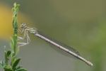 Blaue Federlibelle (Platycnemis pennipes)