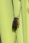 Garten-Wollbiene (Anthidium manicatum)