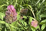 Rotklee-Bluling (Cyaniris semiargus)