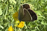 Rotklee-Bluling (Cyaniris semiargus)