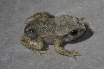 Geburtshelferkrte (Alytes obstetricans)