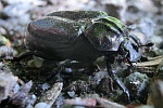 Eremit (Osmoderma eremita)