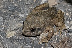 Geburtshelferkrte (Alytes obstetricans)