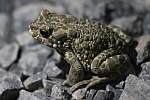 Wechselkrte (Bufo viridis)